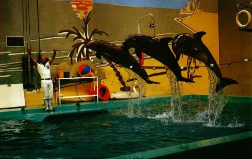 Delfinshow 10