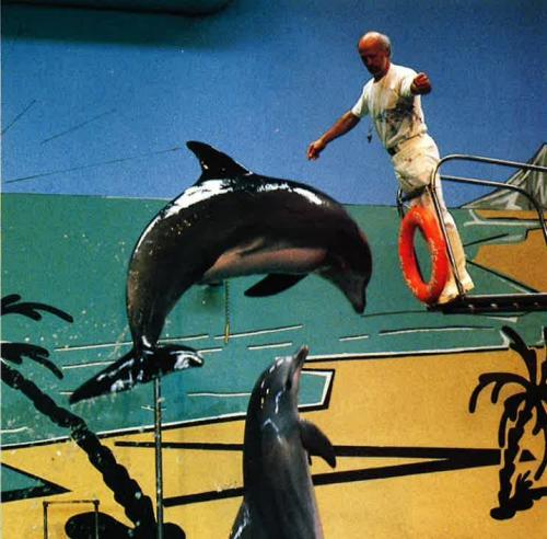 Delfinshow 12