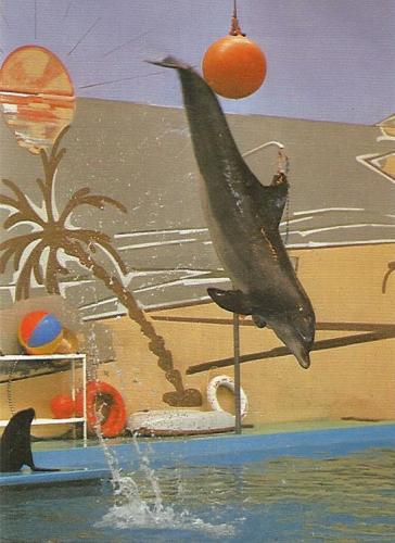 Delfinshow 18